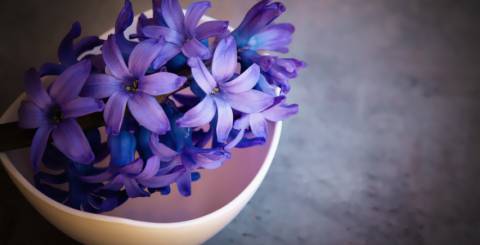 hyacinth